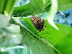 Eriophora ravilla