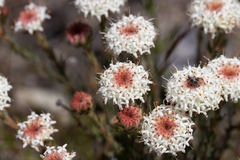 Actinodium cunninghamii