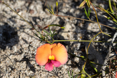 Gompholobium polymorphum