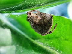 Eriophora ravilla