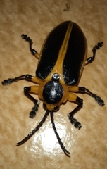 Mecistomela marginata