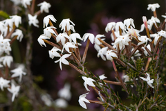 Lysinema ciliatum