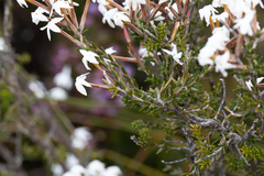 Lysinema ciliatum