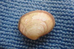 Semele rubropicta
