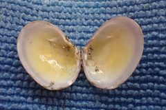 Semele rubropicta