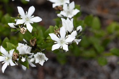 Orianthera serpyllifolia