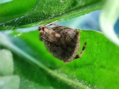 Eriophora ravilla
