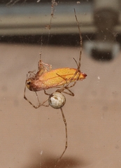 Cryptachaea gigantipes