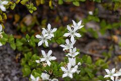 Orianthera serpyllifolia