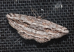 Scioglyptis chionomera