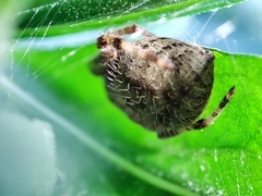 Eriophora ravilla