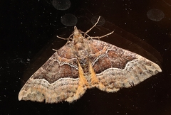 Chrysolarentia lucidulata