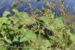 Cicuta bulbifera
