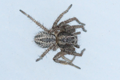 Thanatus striatus