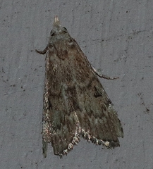 Heteromicta tripartitella