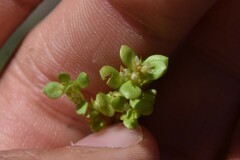 Lysimachia minima