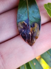 Phytomyza glabricola