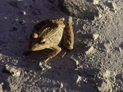 Lithobates sphenocephalus
