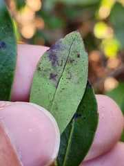 Phytomyza glabricola