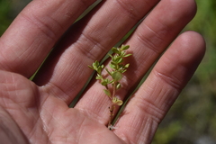 Lysimachia minima