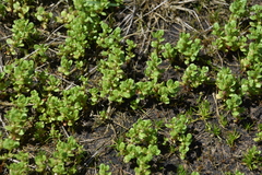 Lysimachia minima
