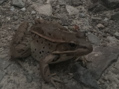 Lithobates sphenocephalus