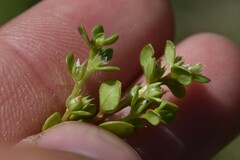 Lysimachia minima