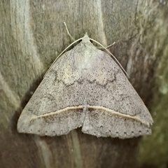Argyrostrotis flavistriaria