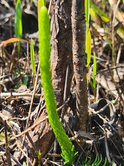 Lycopodiella