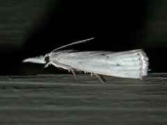 Microcrambus biguttellus