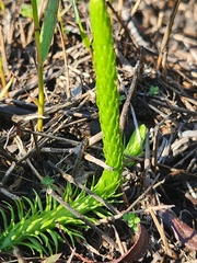Lycopodiella