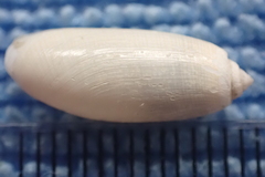 Acteocina culcitella