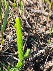 Lycopodiella