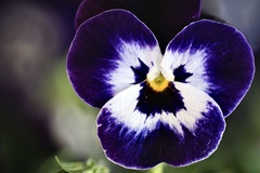 Viola tricolor