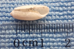 Acteocina culcitella