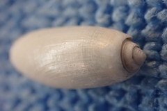 Acteocina culcitella