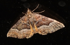 Chrysolarentia lucidulata