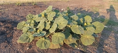 Ibicella lutea