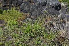 Carex unilateralis