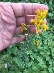Corydalis aurea