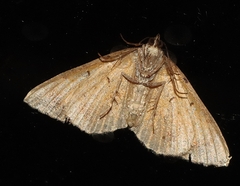 Chrysolarentia lucidulata