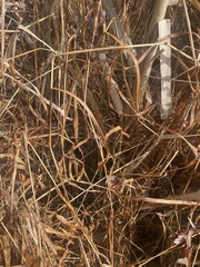 Microstegium vimineum