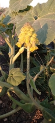 Ibicella lutea