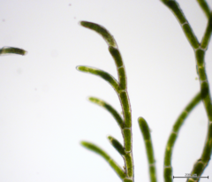 Cladophora microcladioides