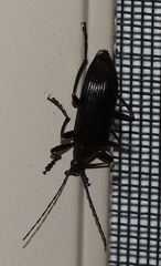 Tanychilus