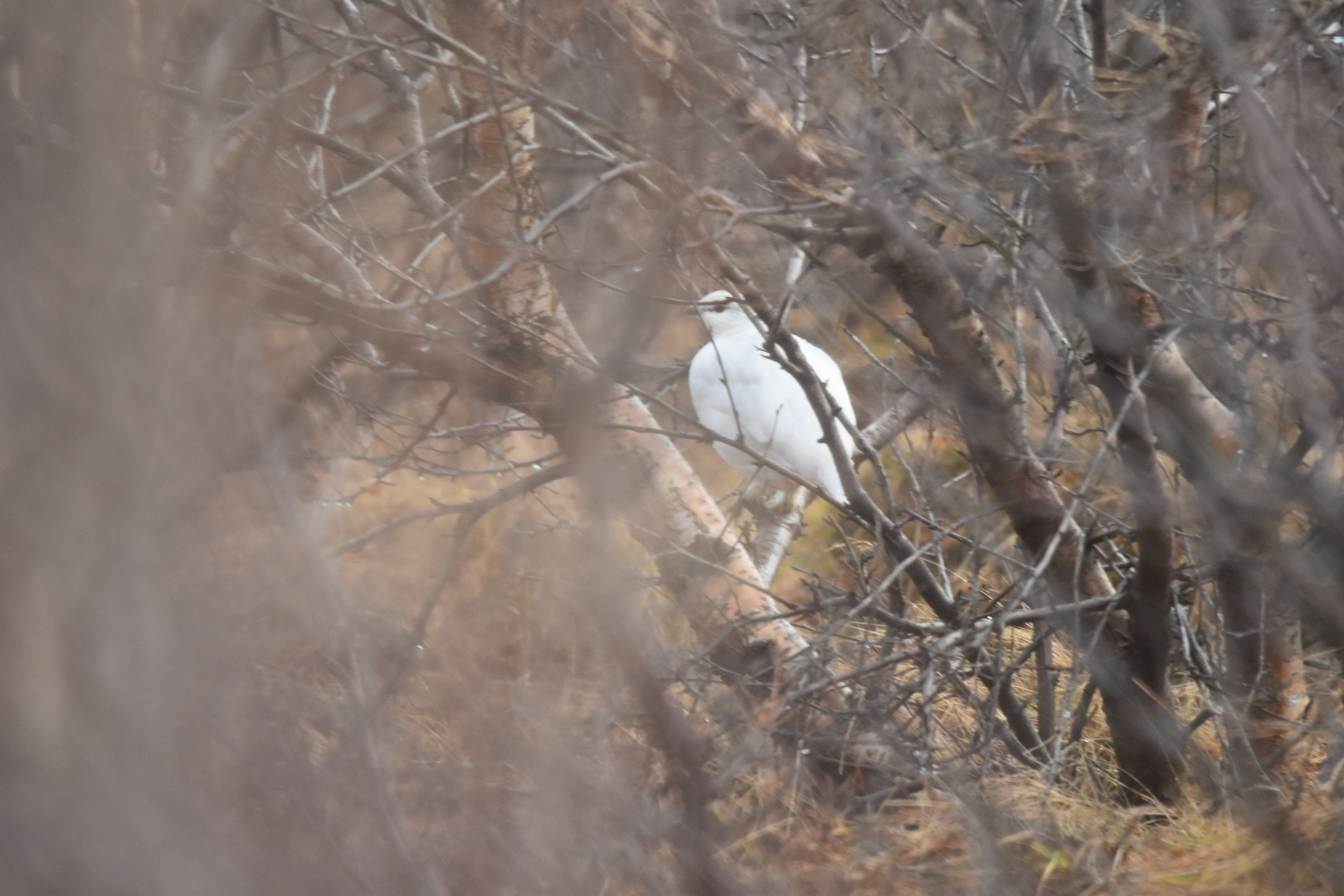 Rock Ptarmigan