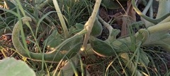 Ibicella lutea