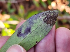 Phytomyza glabricola