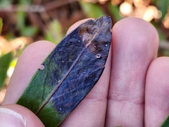 Phytomyza glabricola