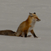 Rocky Mountain Red Fox - Photo (c) bethsoh, some rights reserved (CC BY-NC)